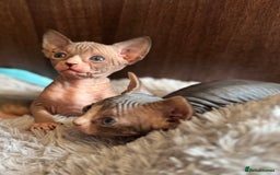 Sphynx cats for sale: Sphynx girls looking for new beds to snuggle in - Image 3