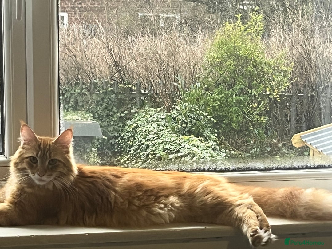 Maine Coon cats for sale: Beautiful Maine Coon Kittens  - Advert 7