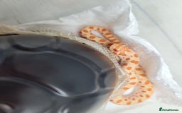 Snake reptiles for sale: Western Hognose CB25 babies UPDATED - Image 16