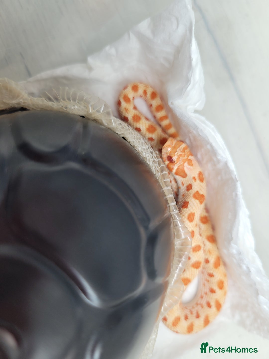 Snake reptiles for sale: Western Hognose CB25 babies UPDATED - Image 16