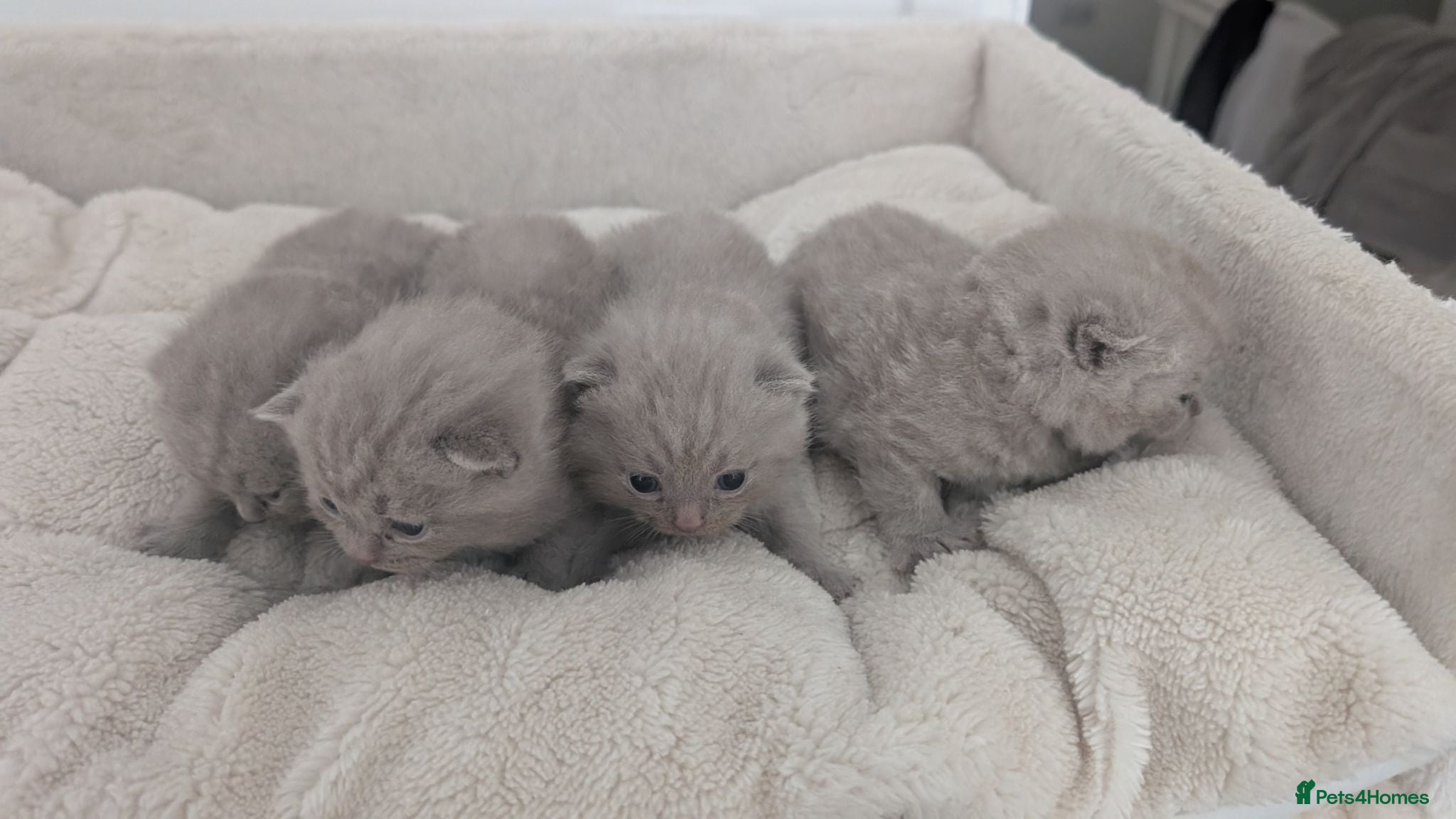 British Shorthair cats Adorable British Shorthair Kittens  - Advert 1