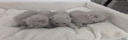 British Shorthair cats for sale: Adorable British Shorthair Kittens  - Advert 1