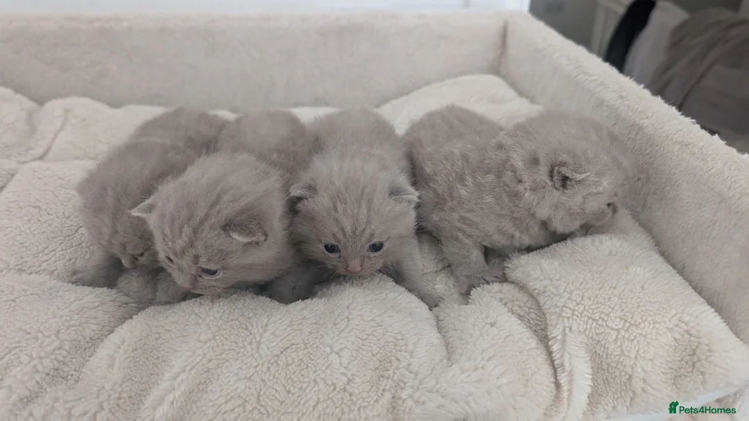 British Shorthair cats for sale: Adorable British Shorthair Kittens  - Advert 1