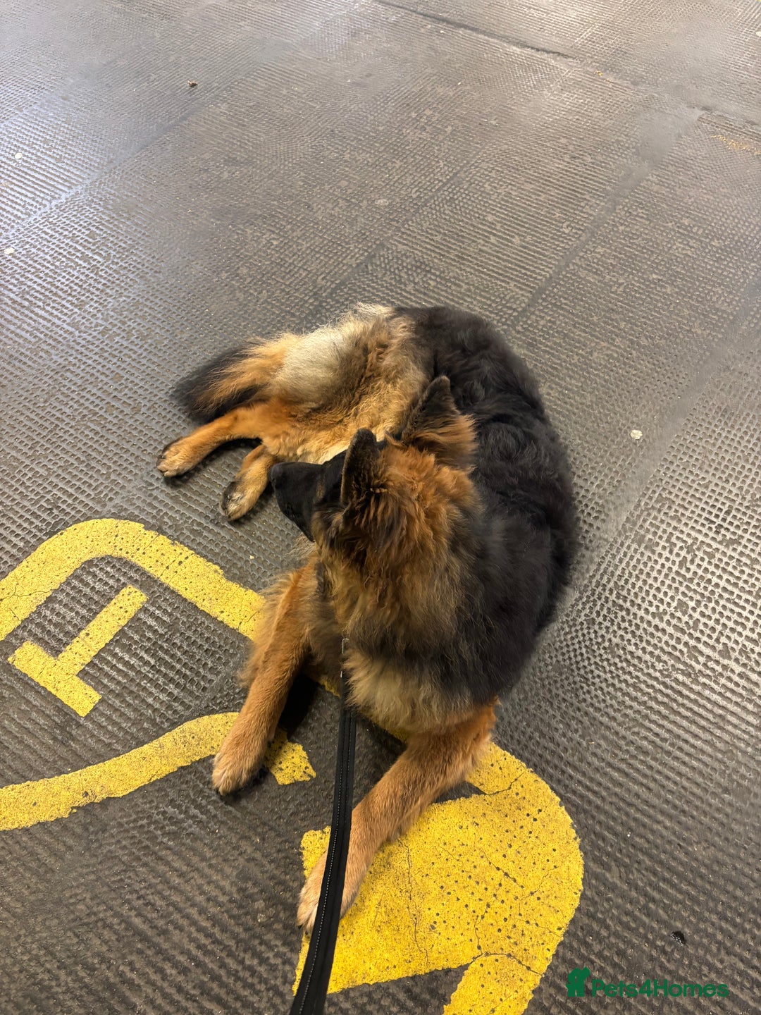 German Shepherd dogs for sale: Rehoming One-Year Old Male German Shepherd - Advert 17