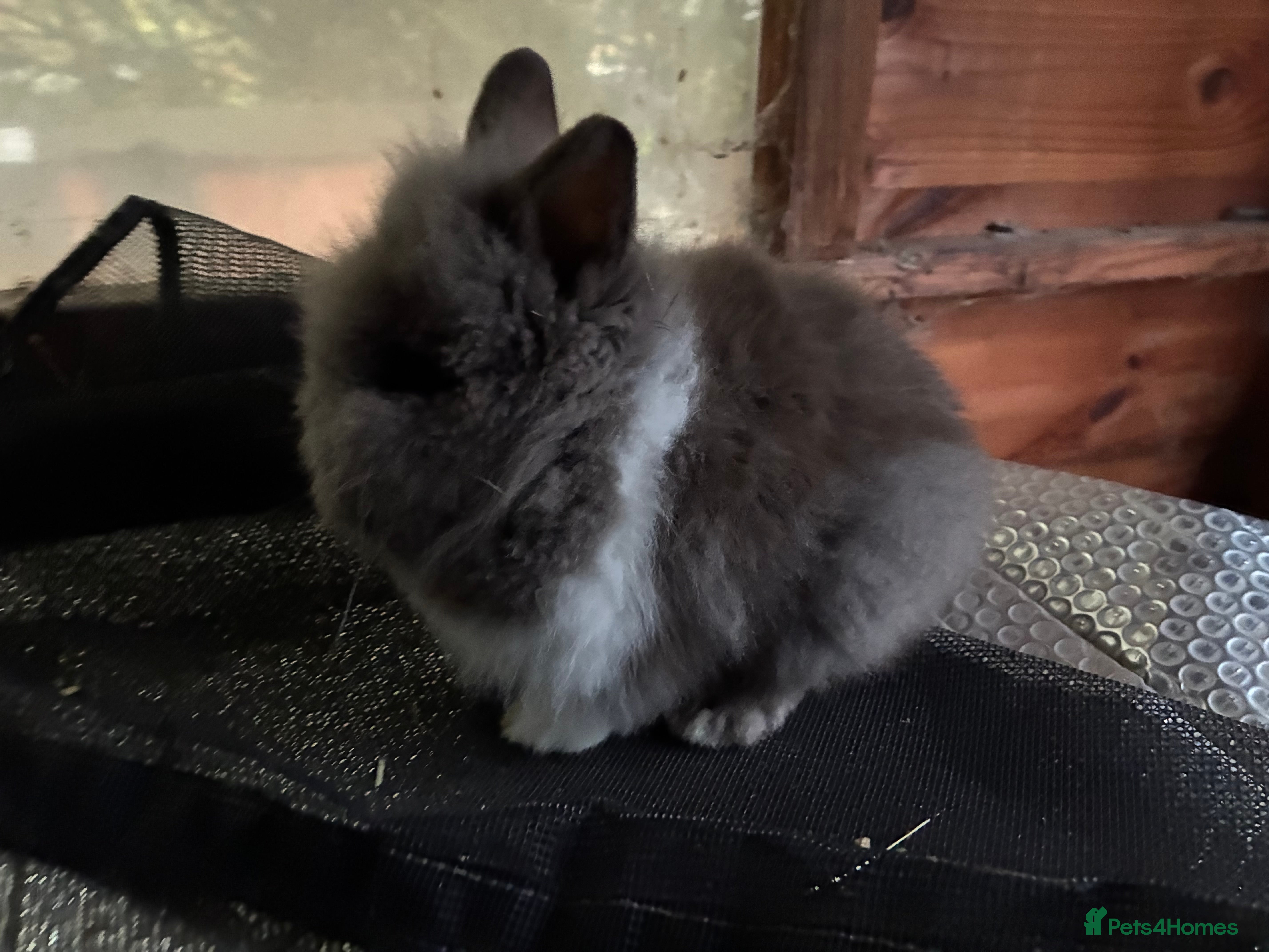 Lionhead rabbits 3 stunning lionhead babies  - Advert 1