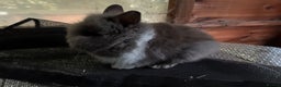 Lionhead rabbits for sale: 3 stunning lionhead babies  - Advert 1