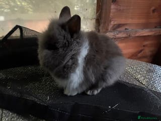 Lionhead rabbits 3 stunning lionhead babies - Advert 14