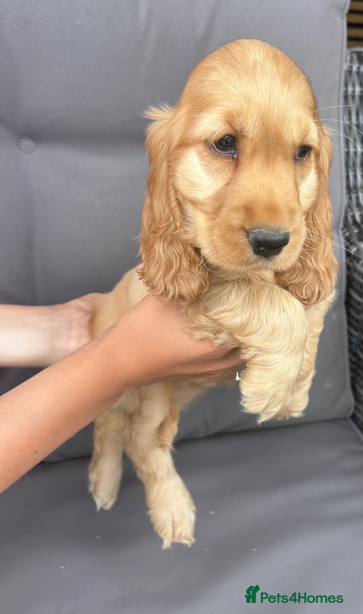 Cocker Spaniel dogs Kc reg health tested show cocker spaniels  - Advert 2