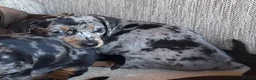 Miniature Dachshund dogs for sale: Miniature dachshunds - Advert 5