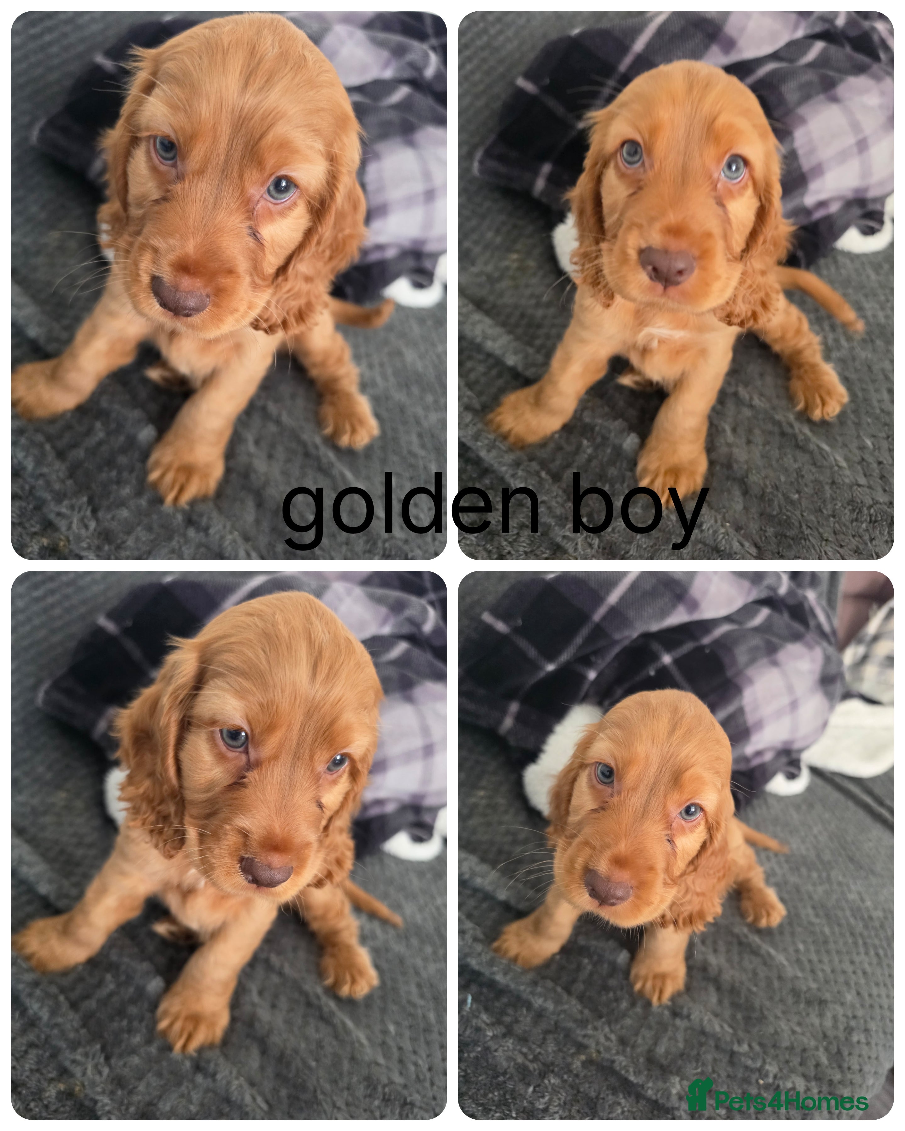 Cocker Spaniel dogs Beautiful cocker spaniel puppys 3 boys available  - Advert 1
