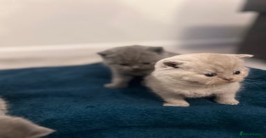 British Shorthair cats - Advert 12