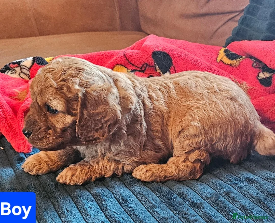 Cavapoo dogs for sale: Very beautiful cavapoo puppies for sale  - Advert 9