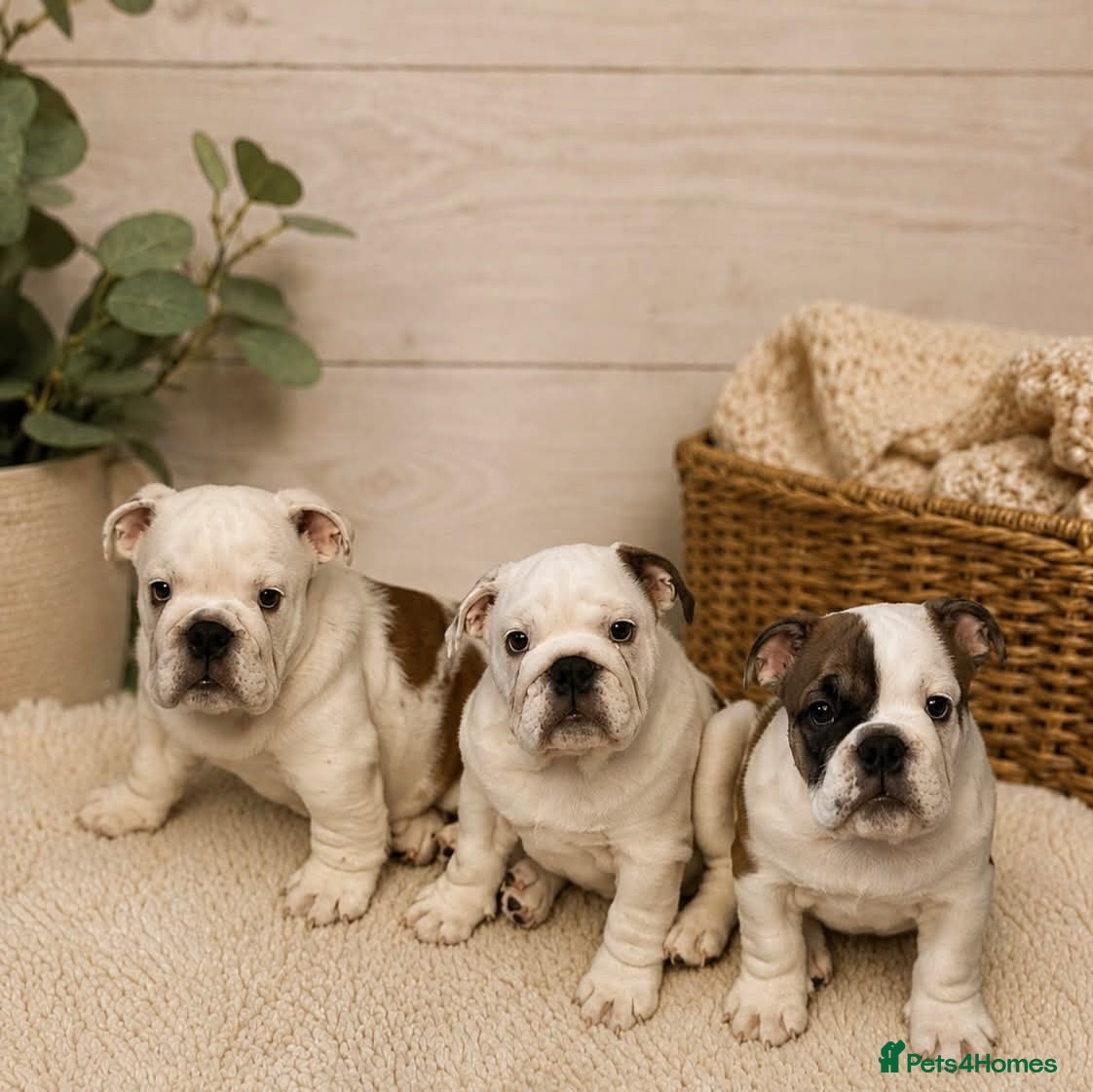English Bulldog dogs  KC Reg English bulldog pups genuine breed colour - Advert 2