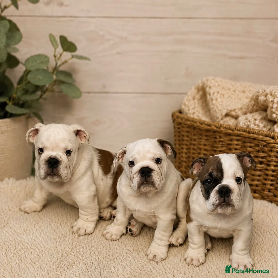 English Bulldog dogs for sale:  KC Reg English bulldog pups genuine breed colour - Advert 1