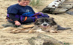 Mixed Breed dogs for adoption: Hilda - Norwich Norfolk  - Image 5
