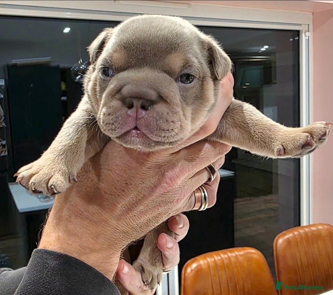 English Bulldog dogs for sale: Lilac/tan/ white English Bulldogs. 5 males. - Advert 10