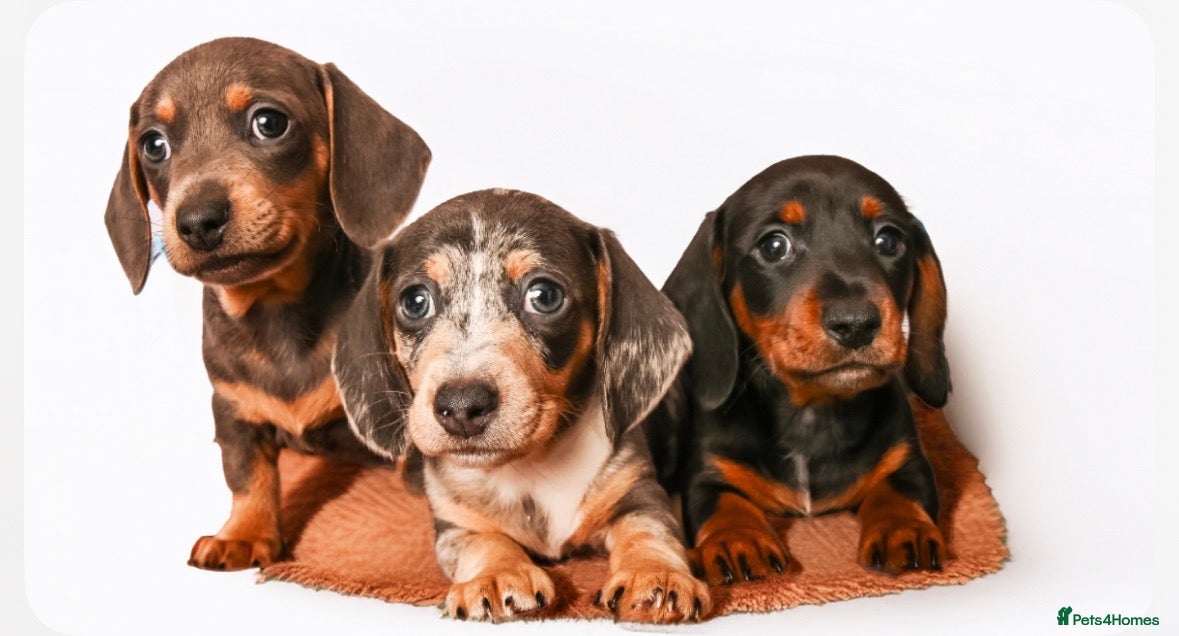 Miniature Dachshund dogs Miniature dachshunds - Advert 2