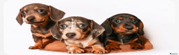 Miniature Dachshund dogs for sale: Miniature dachshunds - Advert 1