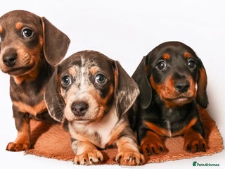 Miniature Dachshund dogs Miniature dachshunds - Advert 2