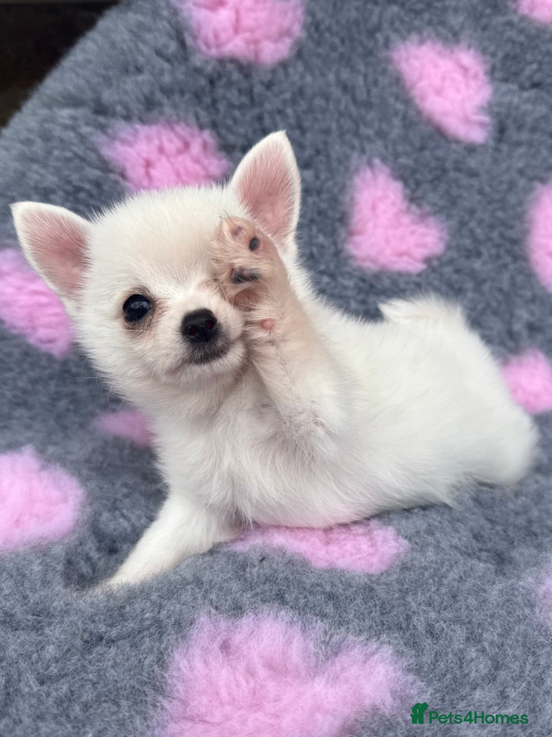 Pomchi dogs for sale: Super TINY white chihuahua x Korean Pom READY NOW - Image 1