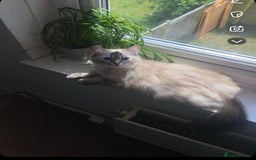 Ragdoll cats for sale: Beautiful Ragdoll kittens  - Image 8