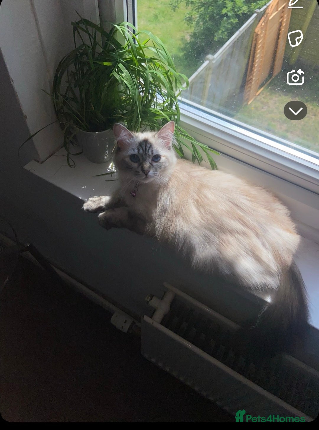 Ragdoll cats for sale: Beautiful Ragdoll kittens  - Image 8