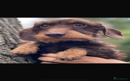 Miniature Dachshund dogs for sale: 🐾 WE’RE LOOKING FOR ARE FOREVER HOMES 🐾 - Image 5