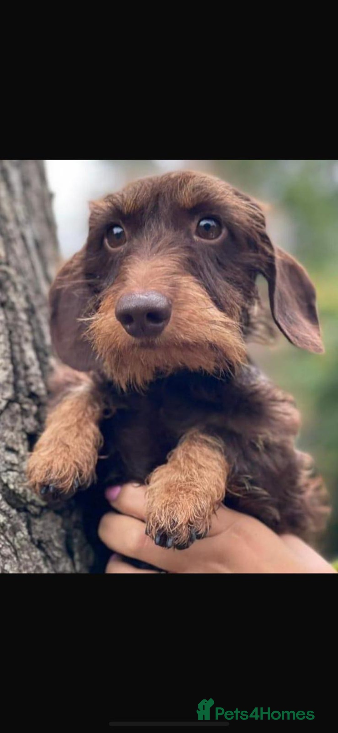 Miniature Dachshund dogs for sale: 🐾 WE’RE LOOKING FOR ARE FOREVER HOMES 🐾 - Image 5