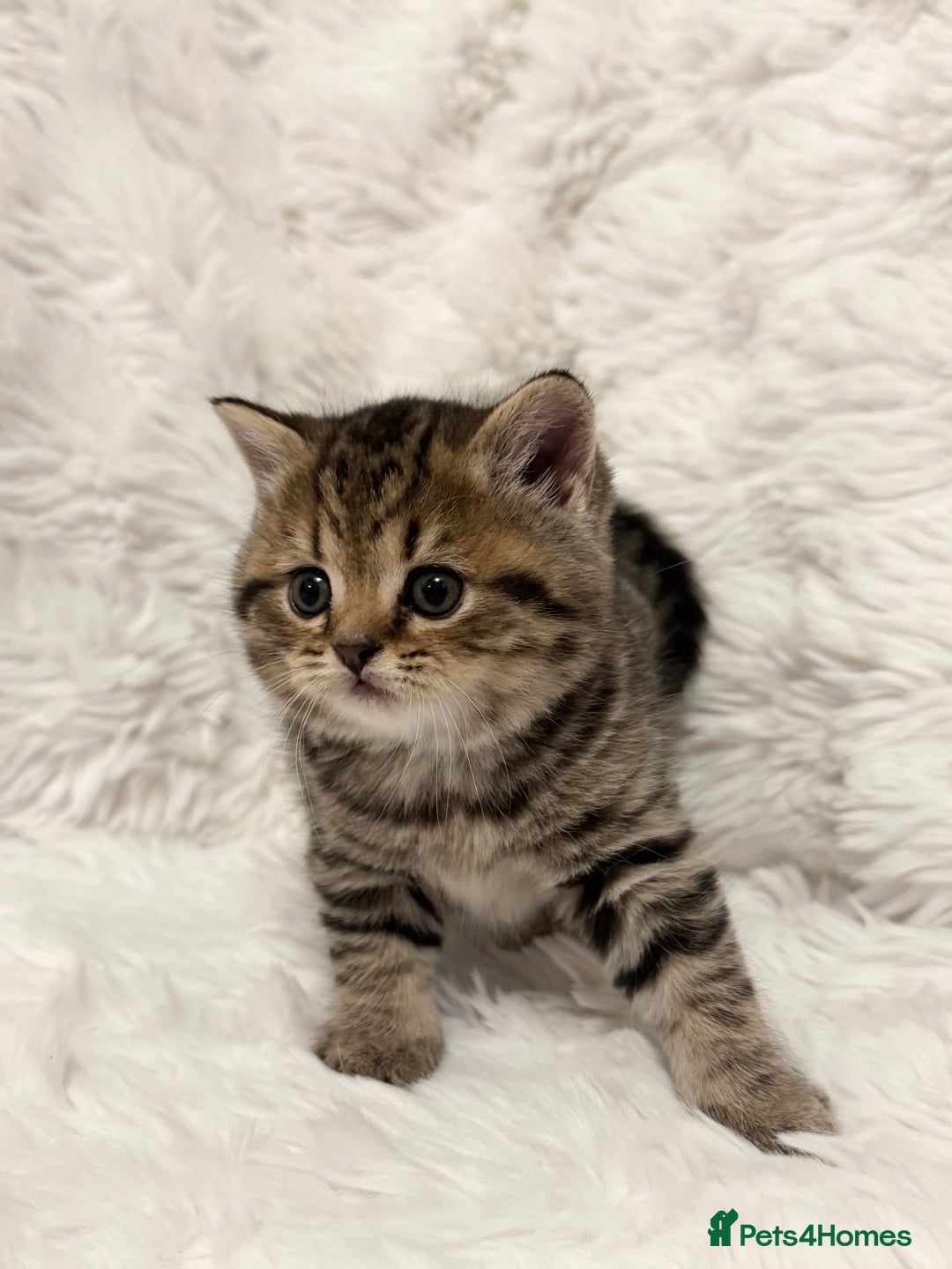 British Shorthair cats for sale: British Shorthair Kittens 🐱 - Advert 3