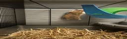 Hamster rodents for sale: Syrian Hamster in Saltash - Advert 3