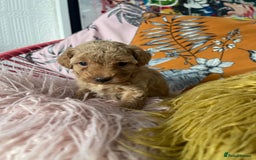 Maltipoo dogs for sale: 💗💙 **  TOY MALTIPOOS💗💙 - Image 11