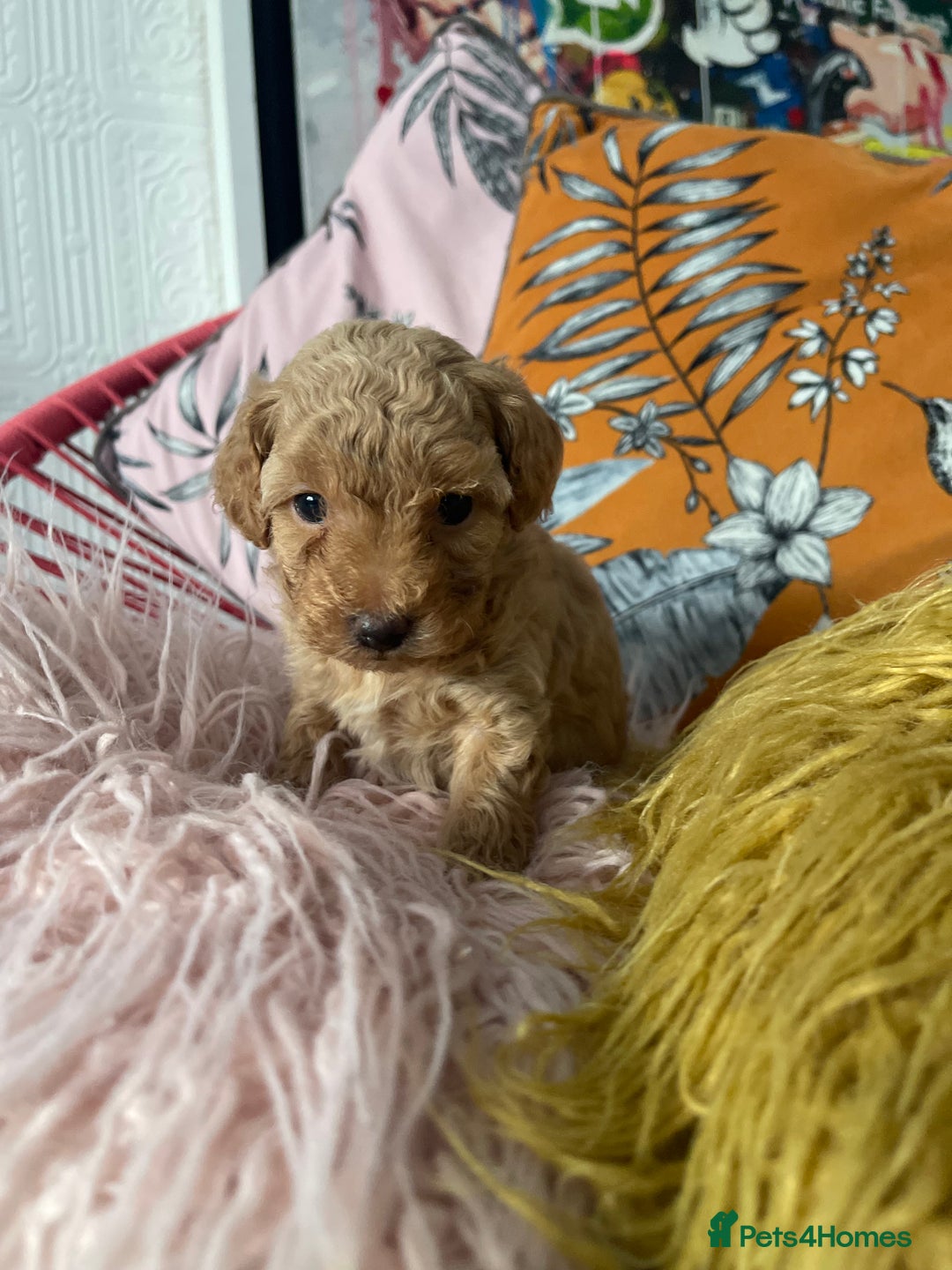 Maltipoo dogs for sale: 💗💙 **  TOY MALTIPOOS💗💙 - Image 11