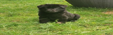 German Shepherd Puppy 1