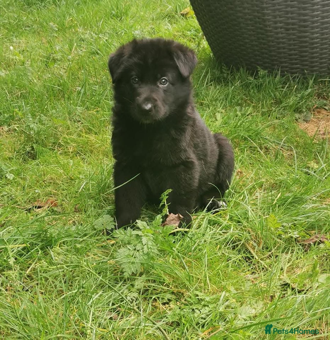 German Shepherd dogs for sale: Ready now fully vaccinated german shepherd puppies - Advert 6
