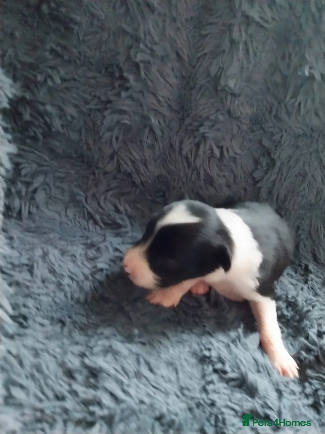 Border Collie dogs for sale: Beautiful border collie puppies - Advert 2