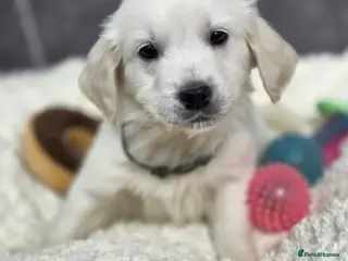 Golden Retriever dogs Beautiful kc golden retriever pups - Advert 2