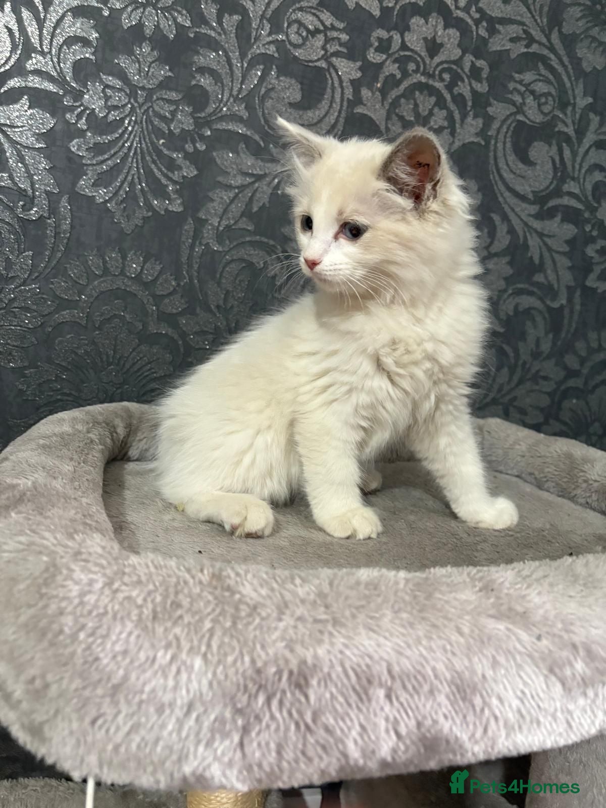 Ragdoll cats Ragdoll Kittens for sale - Advert 1
