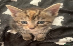 Domestic Shorthair cats for sale: 2 Adorable Female Kittens - Image 3
