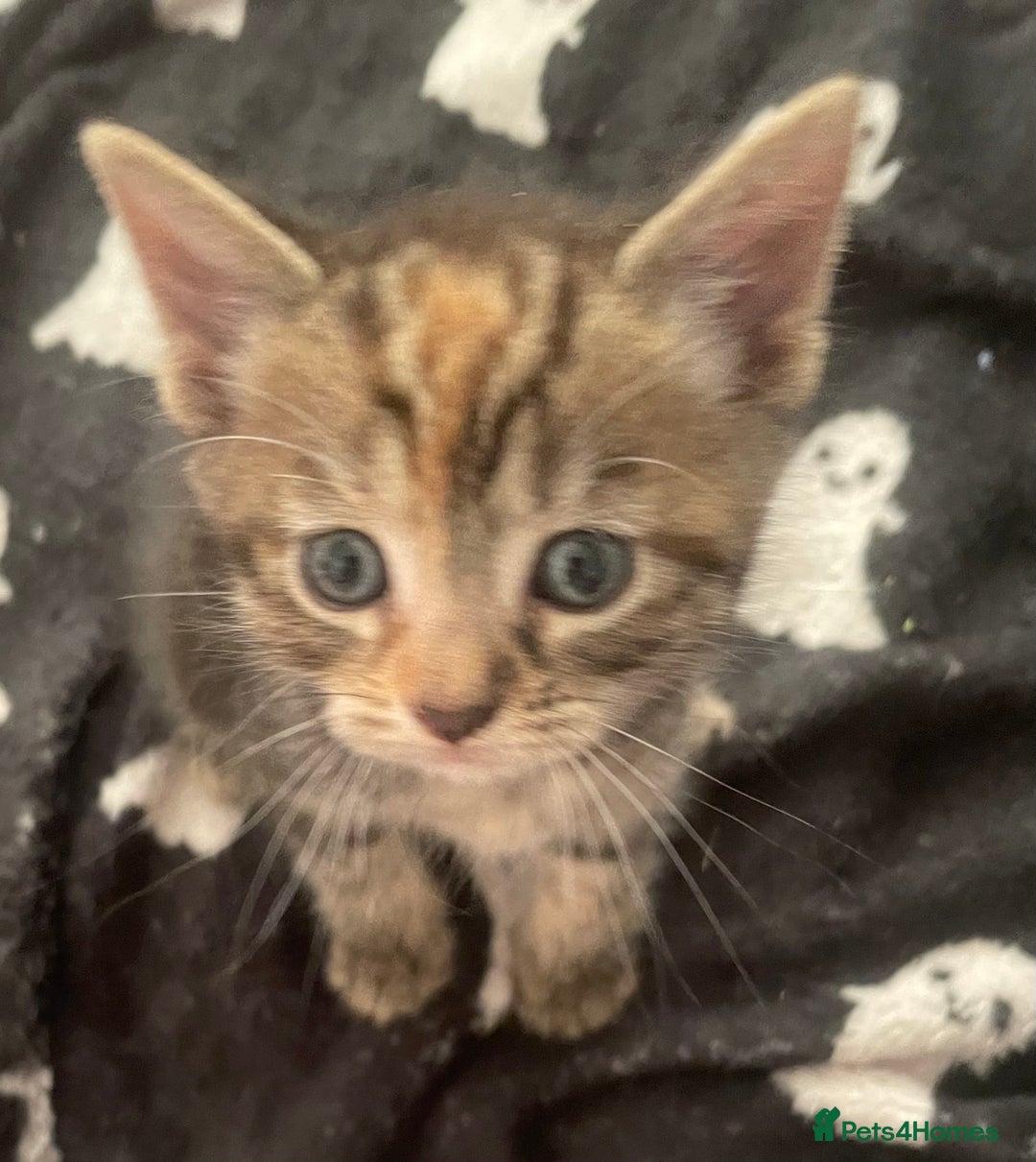 Domestic Shorthair cats for sale: 2 Adorable Female Kittens - Image 3