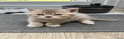 British Shorthair cats for sale: 4 Gorgeous BSH Kittens are ready - Advert 7