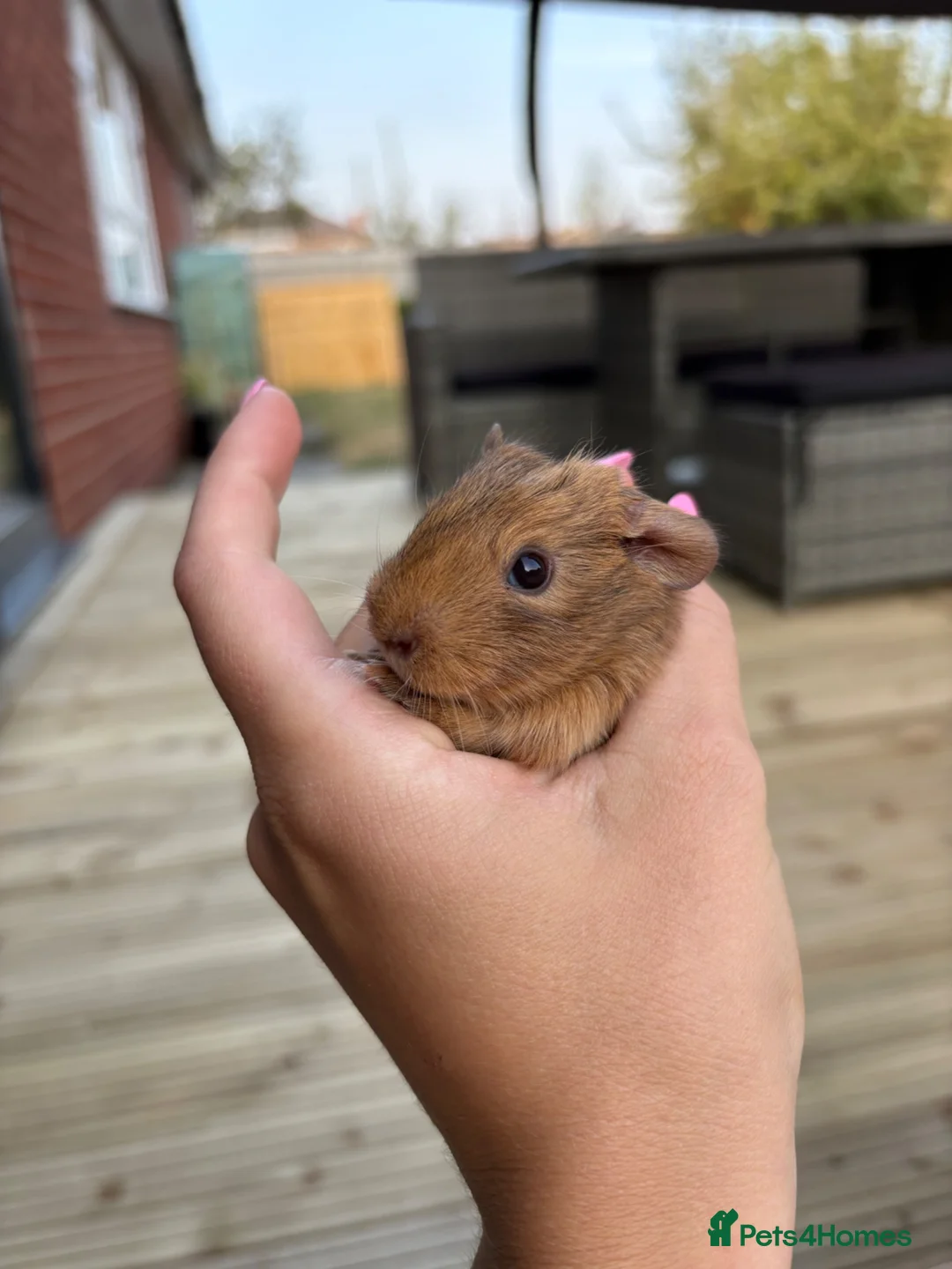 Guinea Pig rodents for sale: Gorgeous Guinea pig babies  in Doncaster - Advert 6