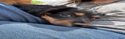 Miniature Dachshund dogs for sale: Miniature Dachshund - Advert 5