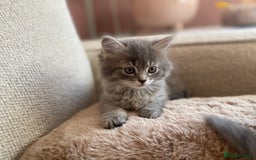 Siberian cats for sale: Siberian x British Shorthair Girls  - Image 6