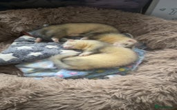 Ferret rodents for sale: Young girl ferret - Image 2