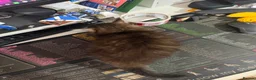 Mixed Breed cats for sale: Three beautiful kittens for sale.  - Advert 15