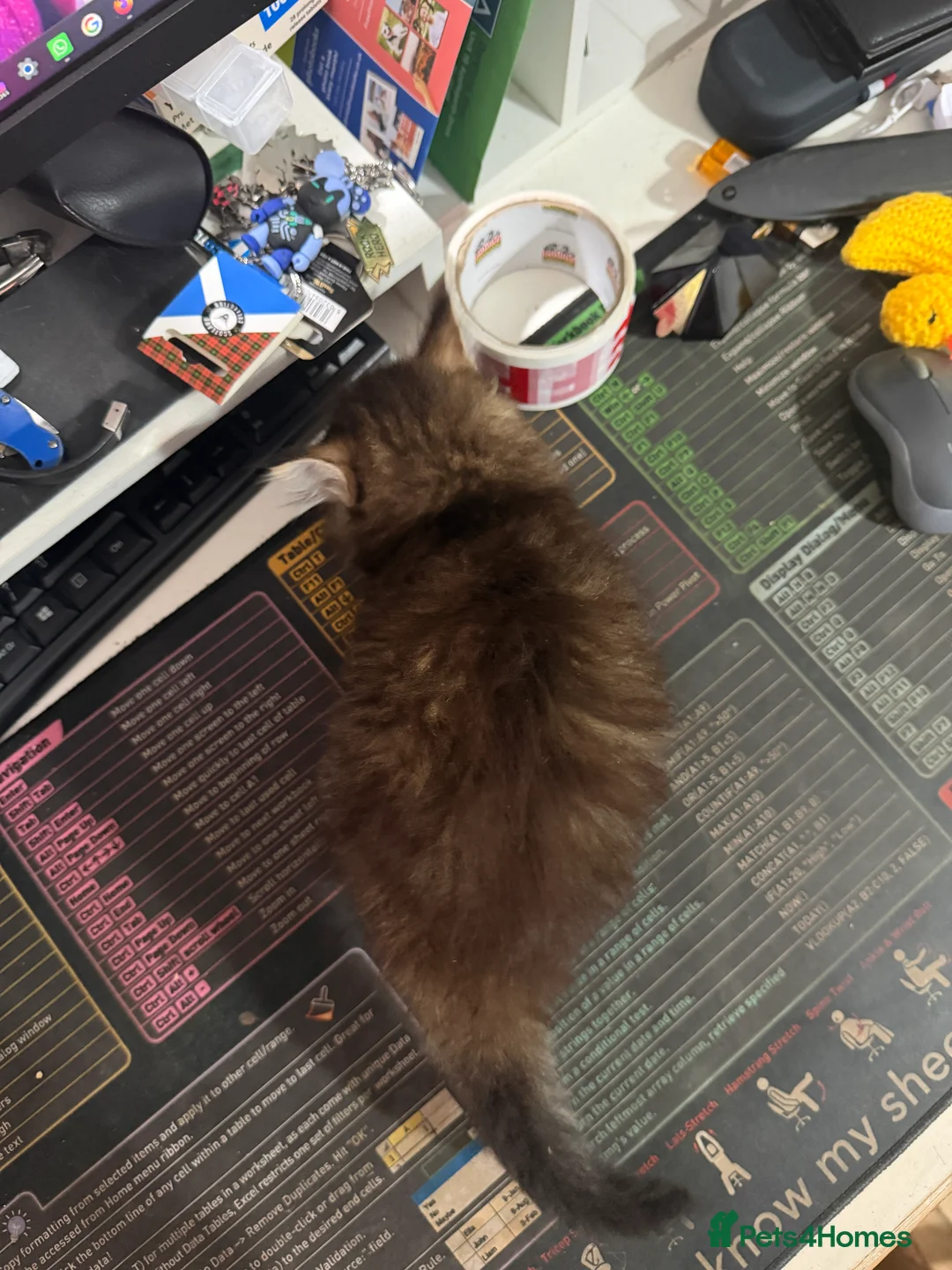 Mixed Breed cats for sale: Three beautiful kittens for sale.  - Advert 15