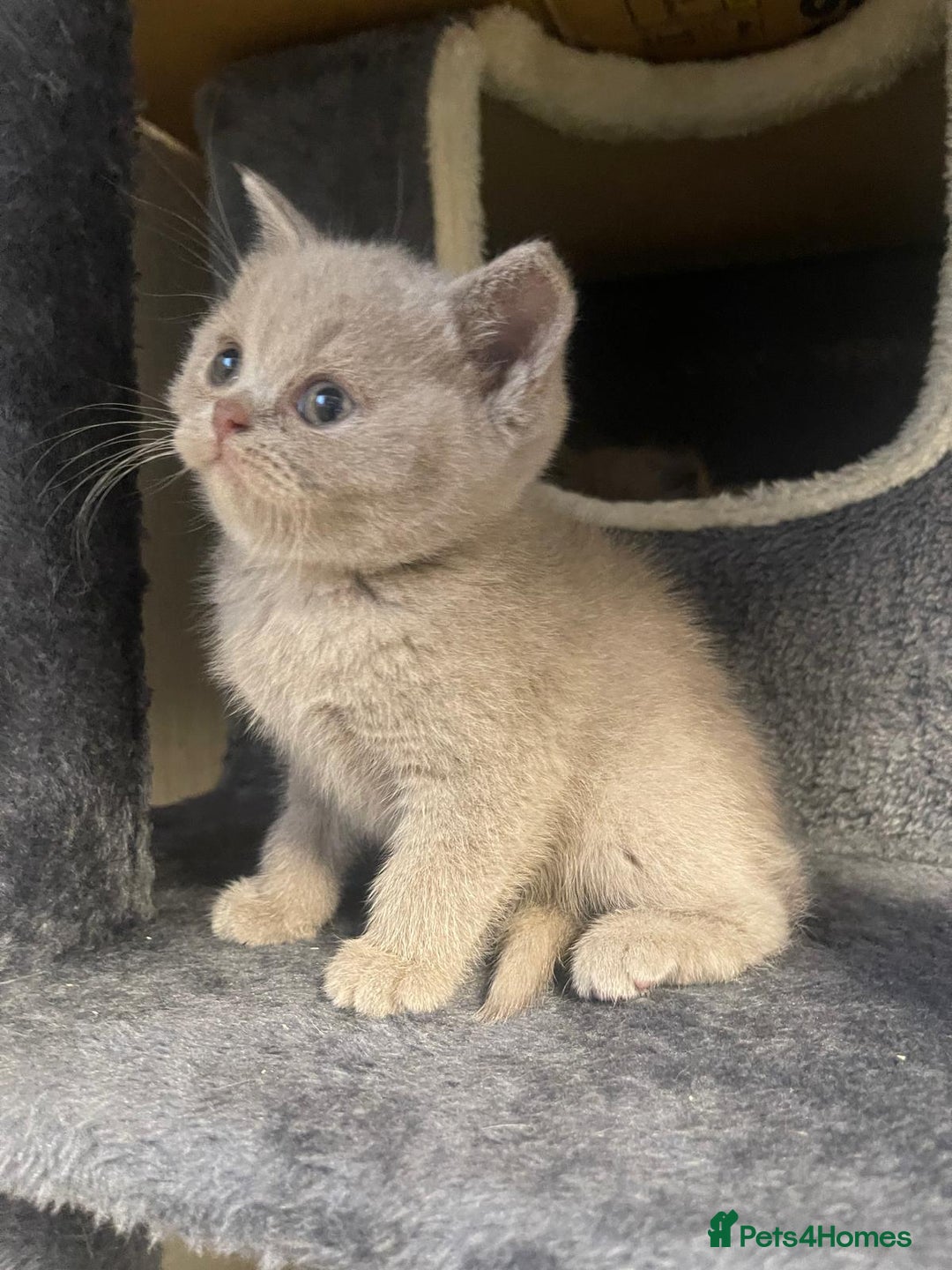 British Shorthair cats for sale: Purebred  British Shorthair Kittens - Advert 32