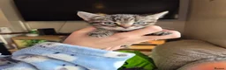 Mixed Breed cats for sale: 7 lovely kittens - Advert 2