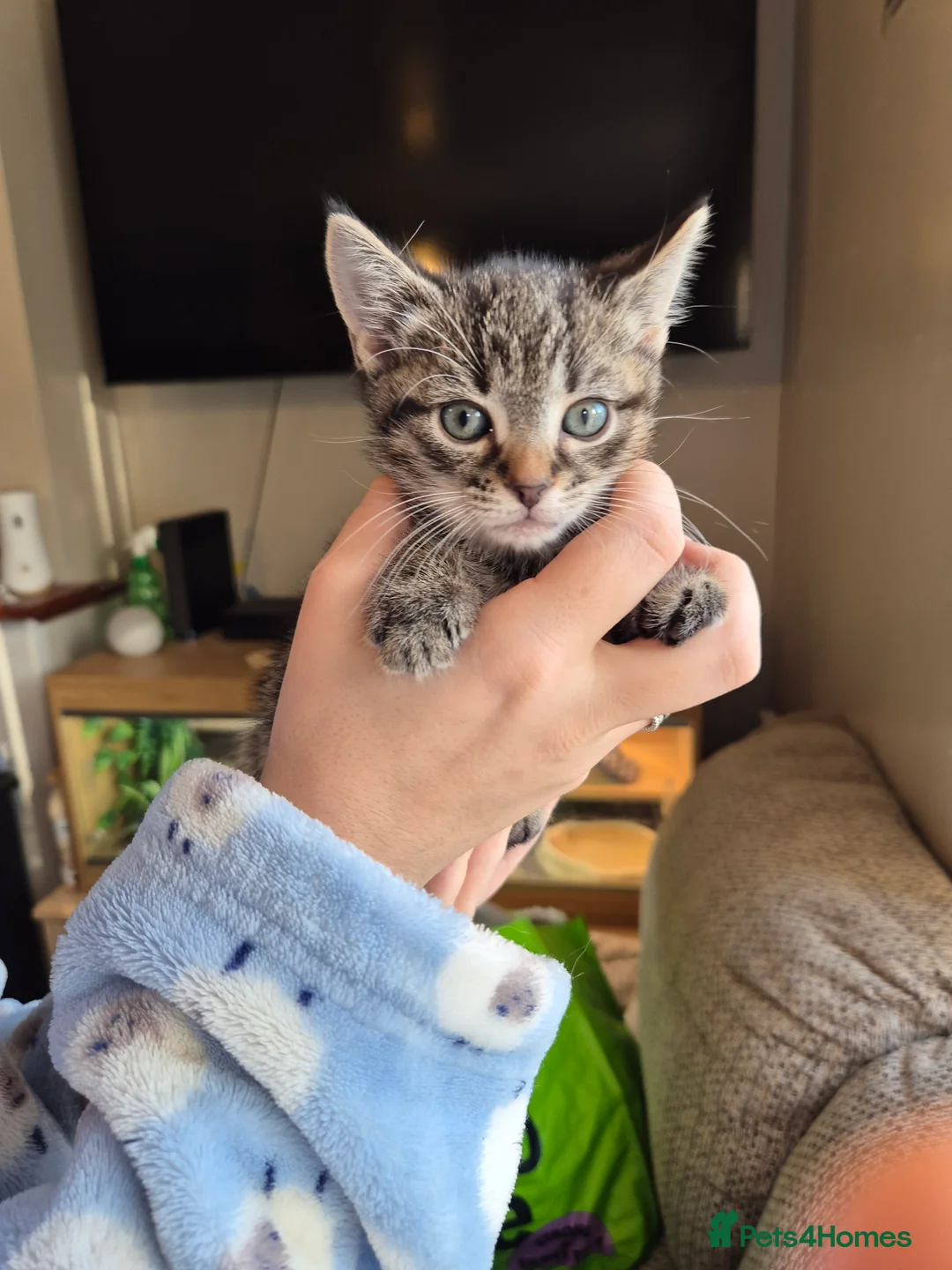 Mixed Breed cats for sale: 7 lovely kittens - Advert 2