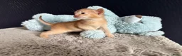 Abyssinian cats for sale: TICA reg rarest colours Aby kittens boys and girls - Advert 15